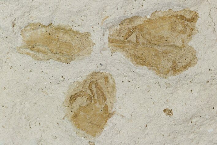 Four Fossil Pea Crabs (Pinnixa) From California - Miocene #128104
